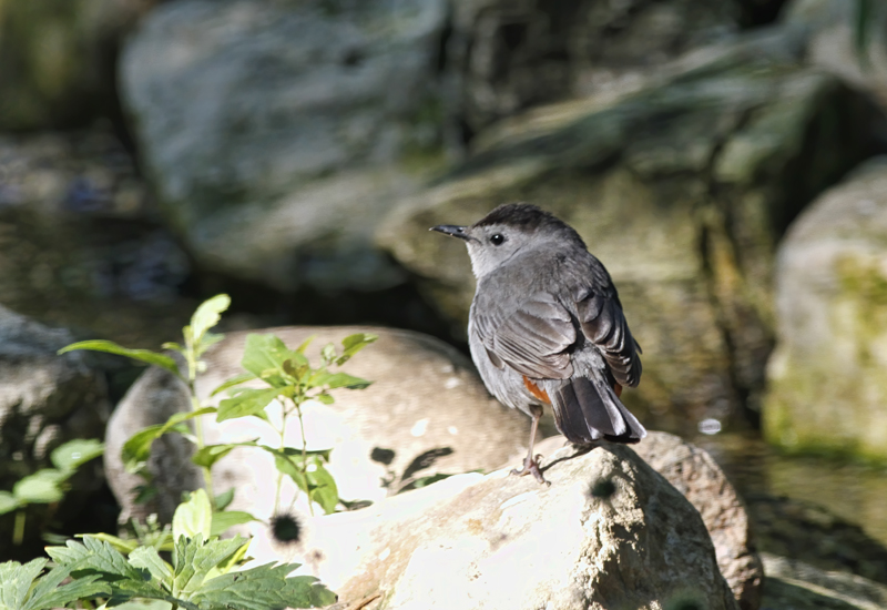 Gray Catbird