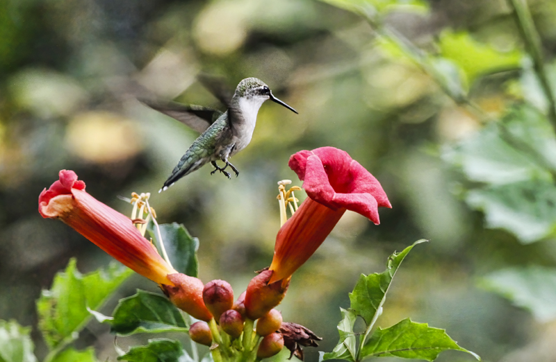Hummer at the Trumpet Vine  