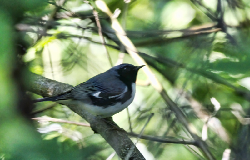 Black-throated Blue Warbler  
