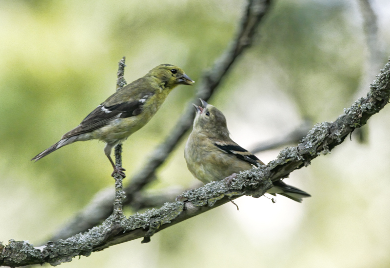 Feeding Time  