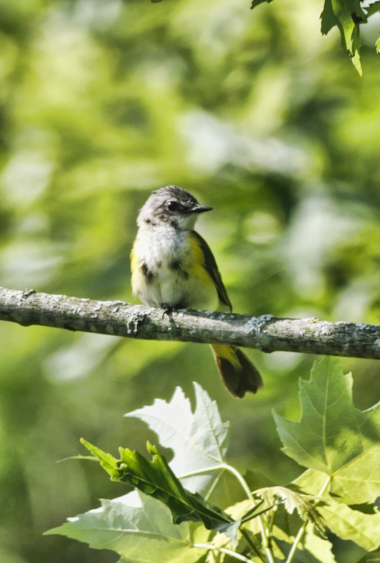 Immature Male American Redstart 2  