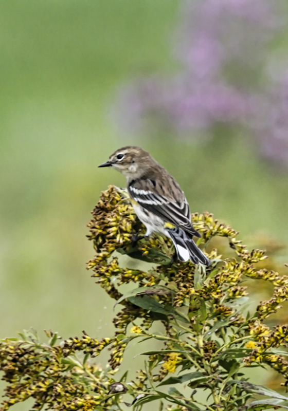 Yellow-rumped Warbler 