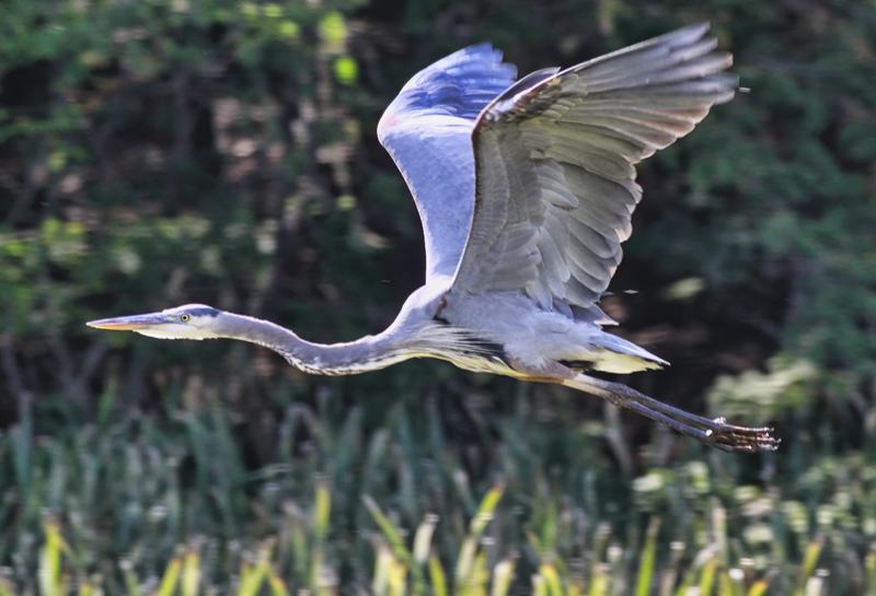 Grey Heron 