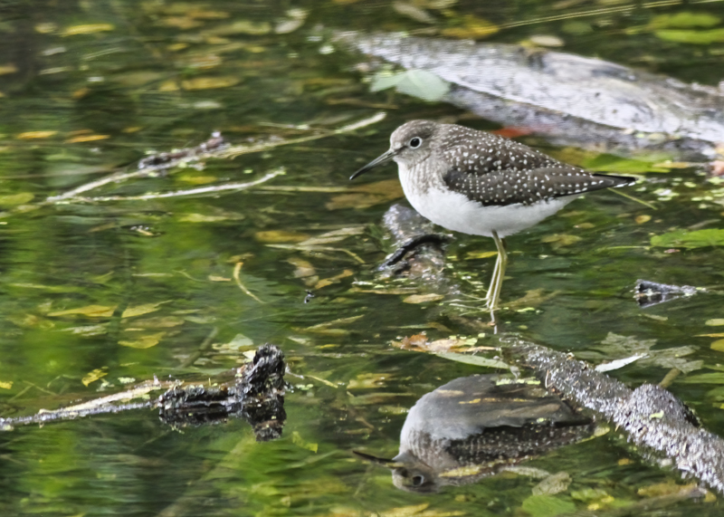 Solitary sandpiper  