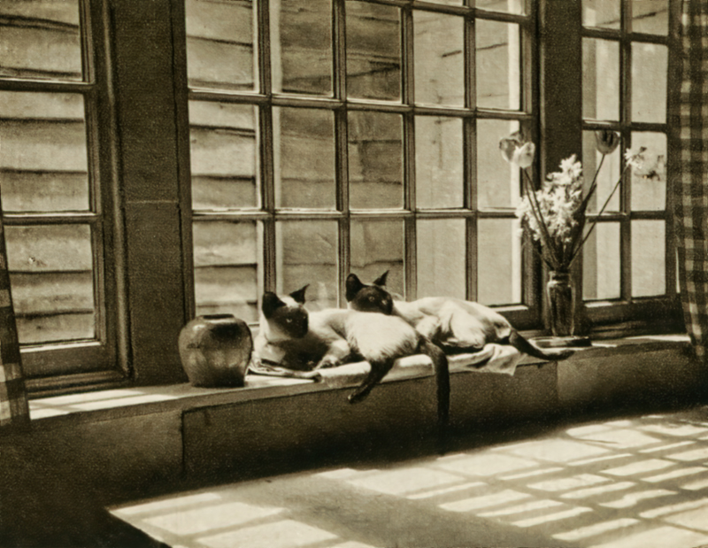 Siamese Cats  