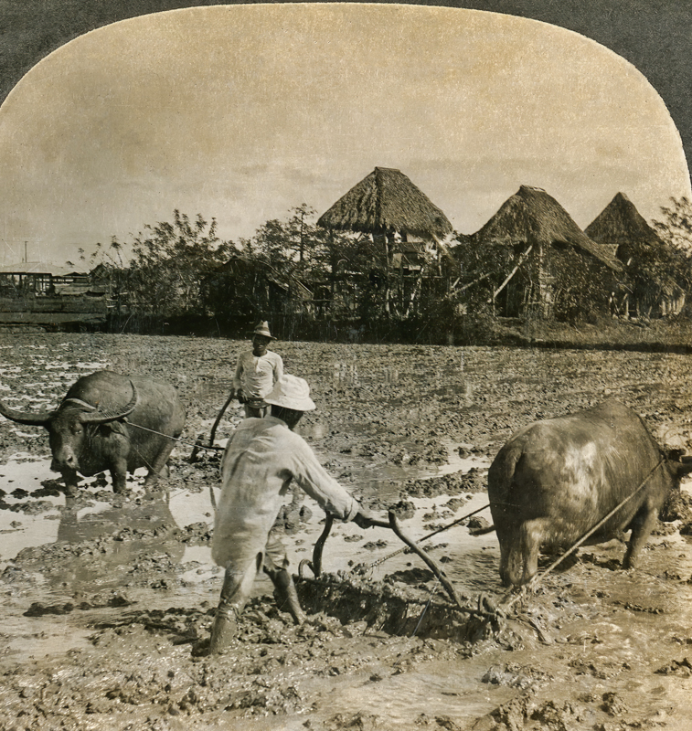 Harrowing the Rice Field  