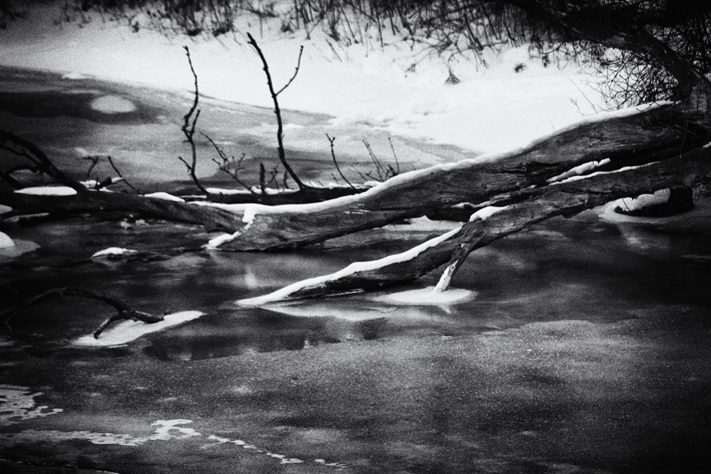 Fallen Tree  