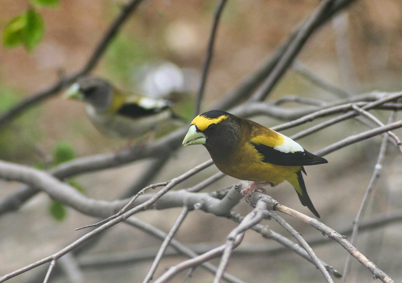 Evening Grosbeak  