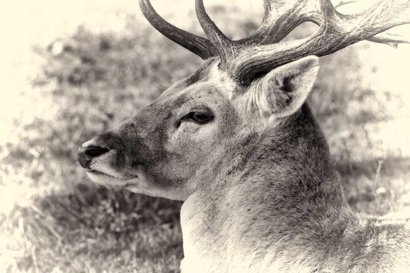 Fallow Deer 