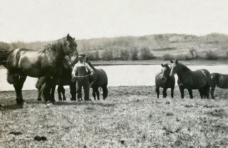 Heavy Horses on Harleys Farm 
