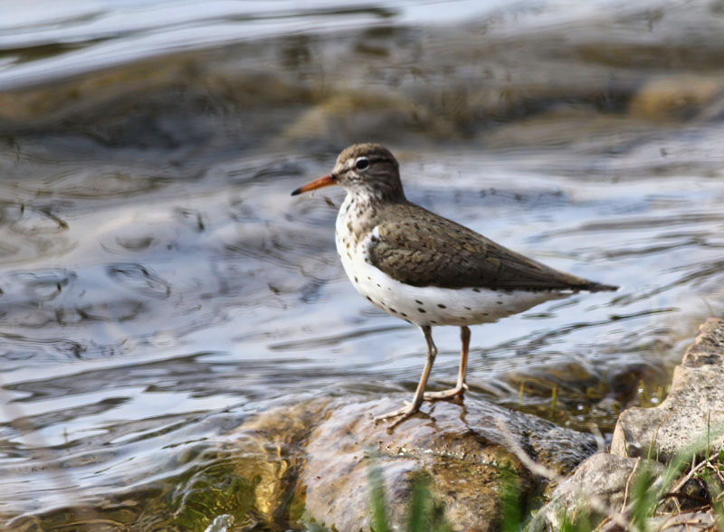 Spotted Sandpiper  