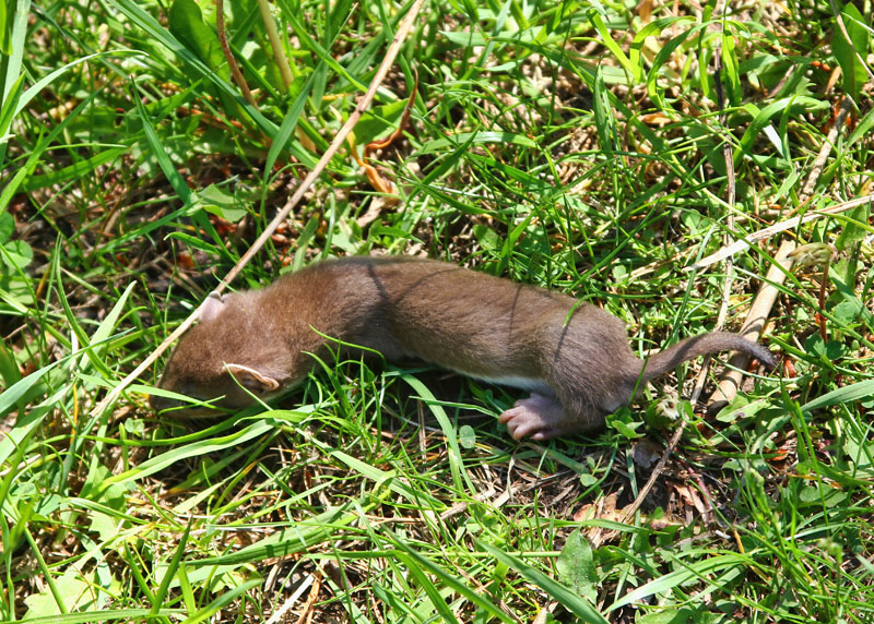 Weasel Kit  