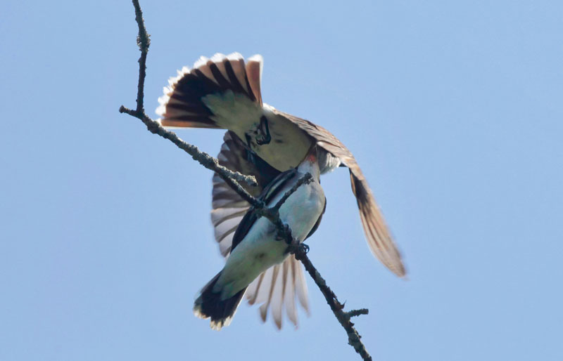 Eastern Kingbirds  