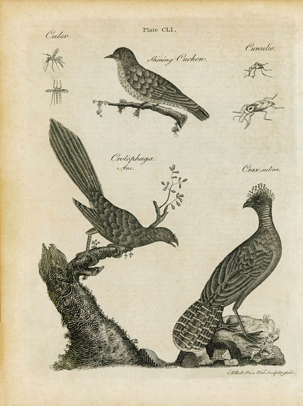 Birds & Bugs 