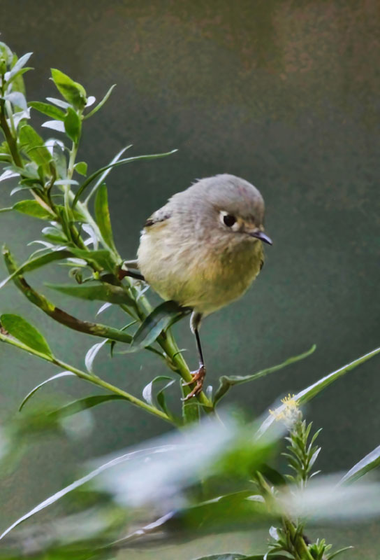 Ruby-crowned Kinglet