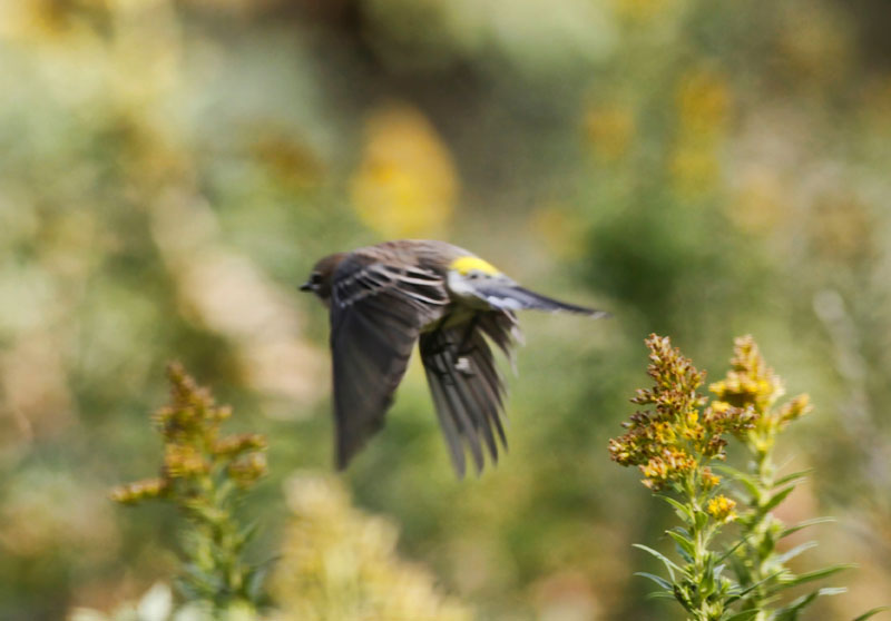 Yellow-rumped Warbler 