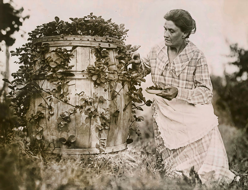 Picking Strawberries  