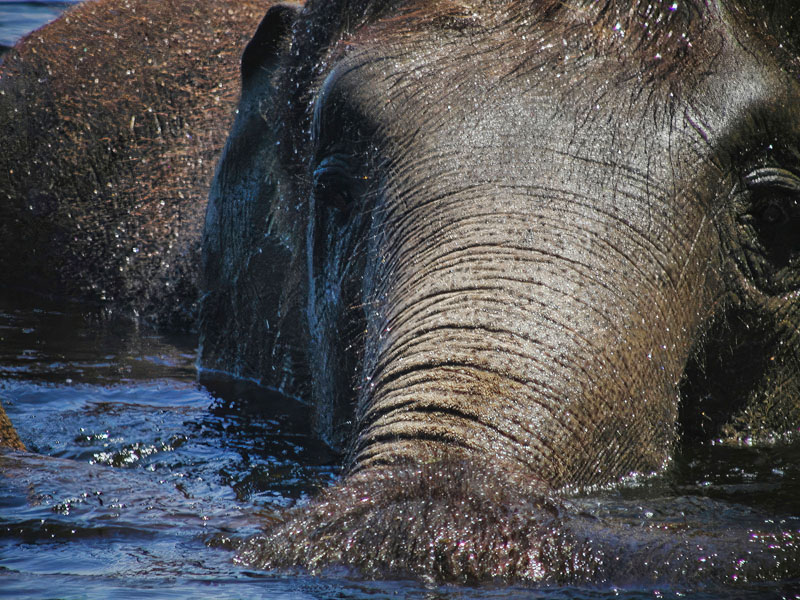 Elephant  