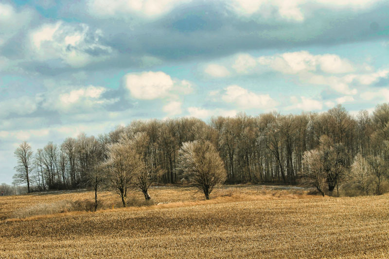 Trees 