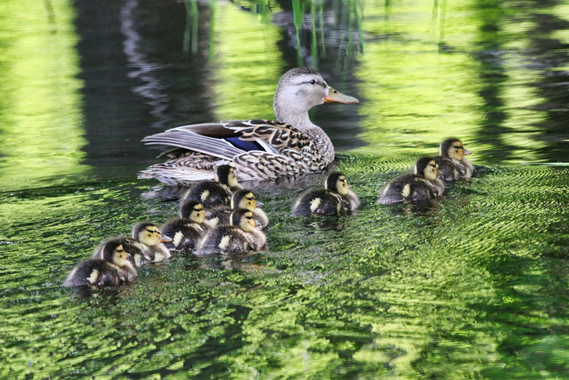 Duck and Ducklings  
