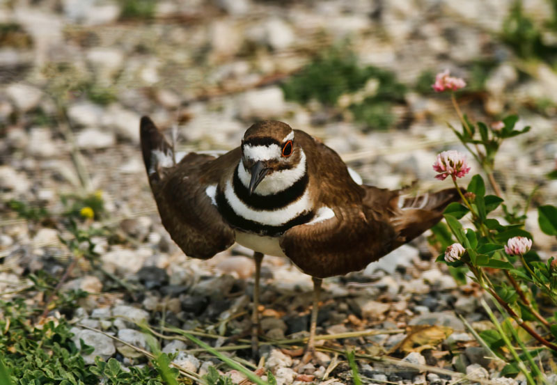Killdeer and Clover 
