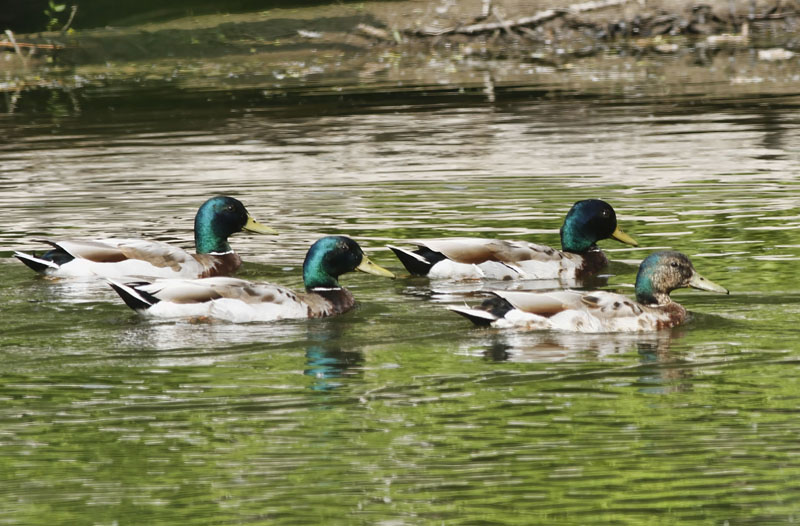 Ducks  