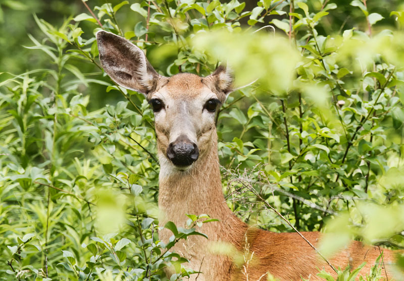 Deer 
