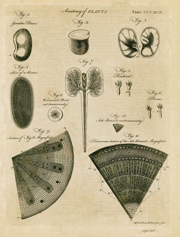 Anatomy of Plants R.jpg