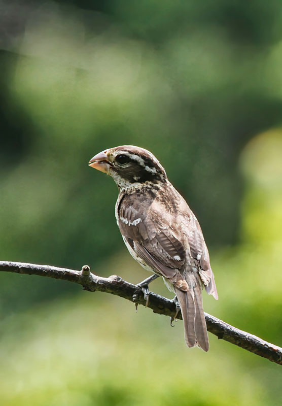 Young Grosbeak  