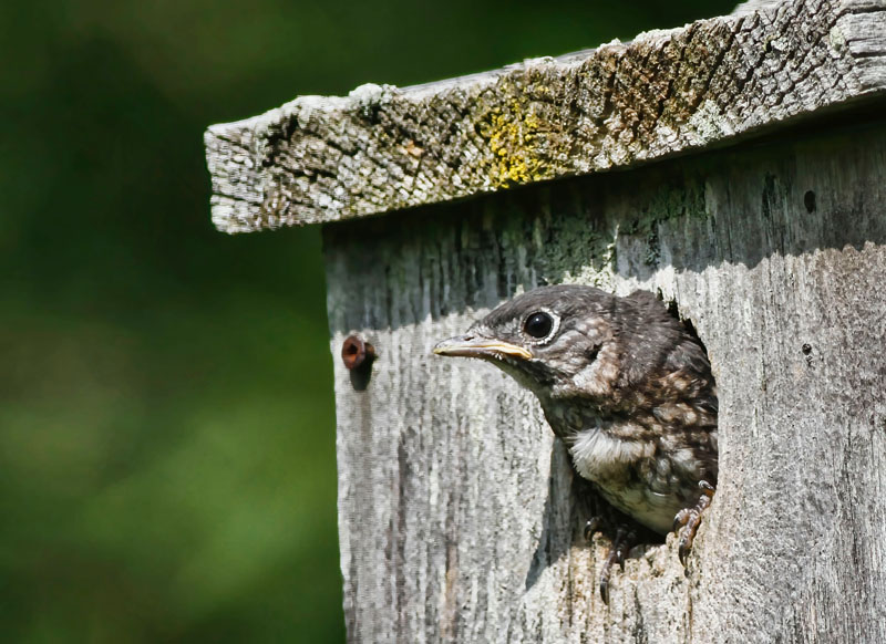Young Bluebird 