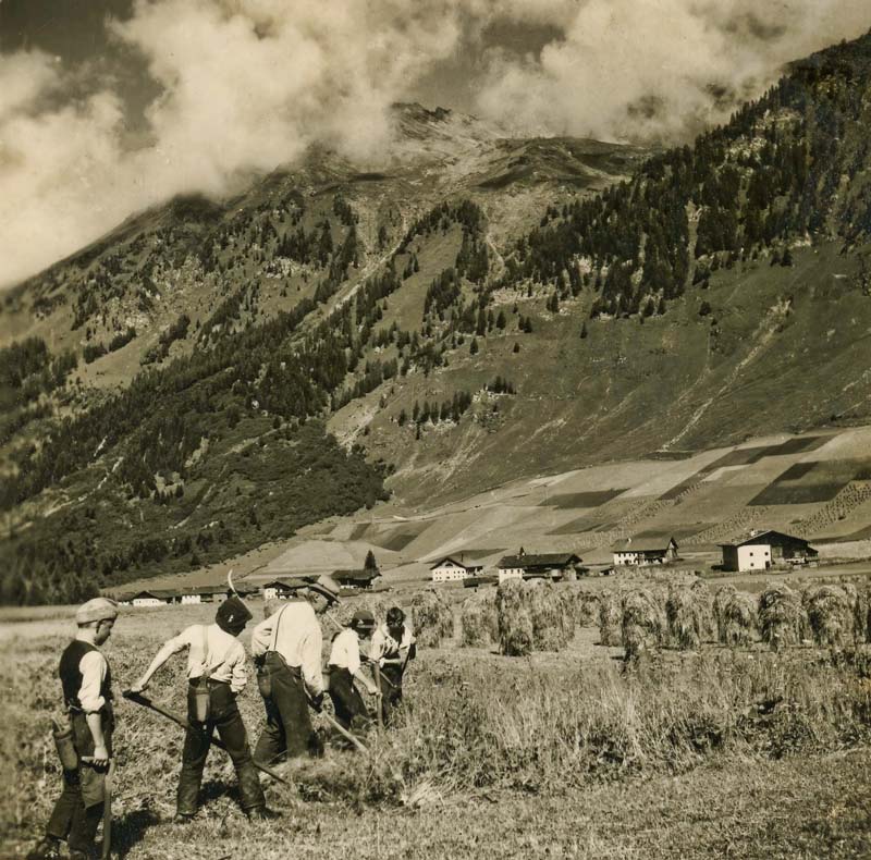 Harvest Time  