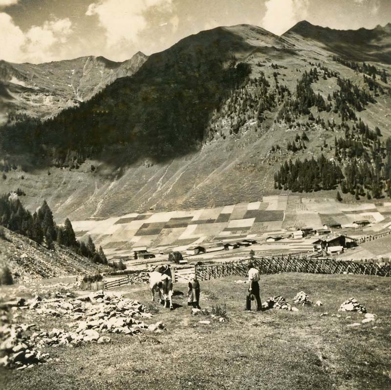 Bringing the cows from the pasture  