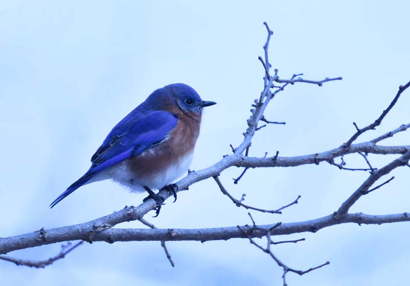 Eastern Bluebird  