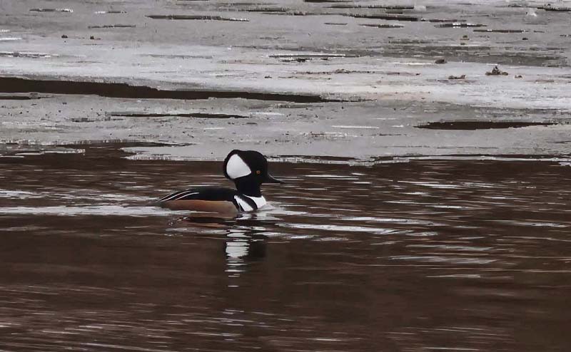 Hooded Merganser