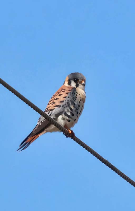 American Kestrel  