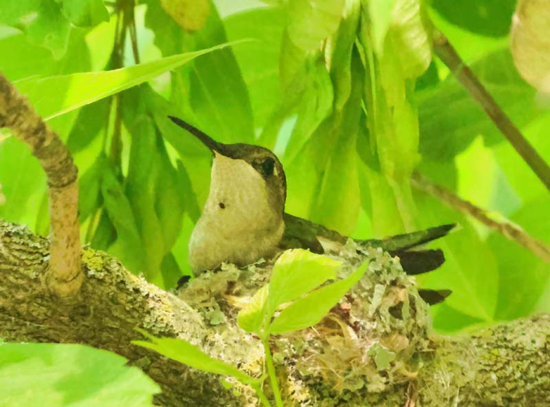 Hummingbird on Nest  