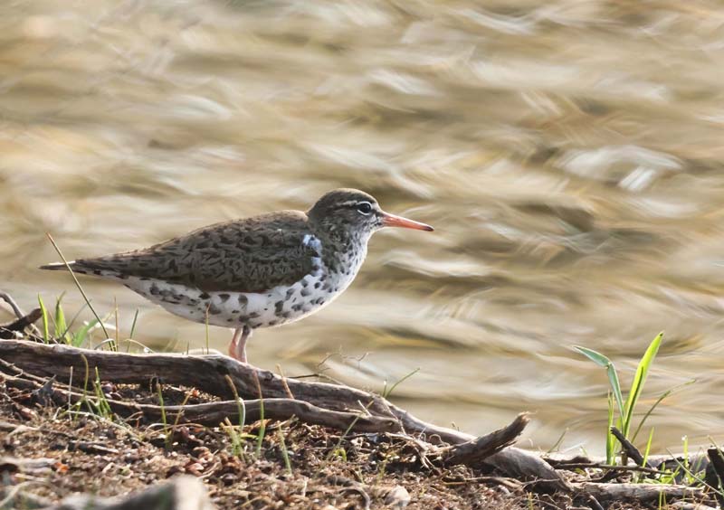 Spotted Sandpiper 