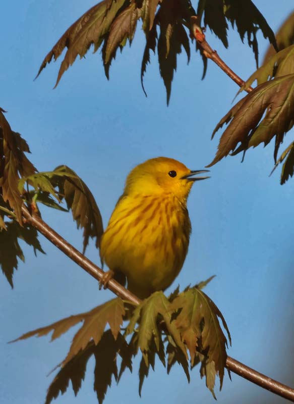 Yellow Warbler 