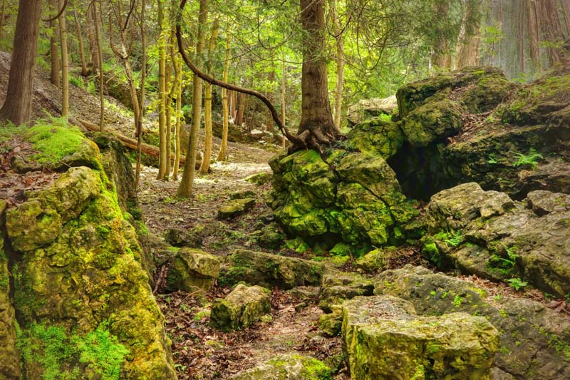 Rocks and Trees  