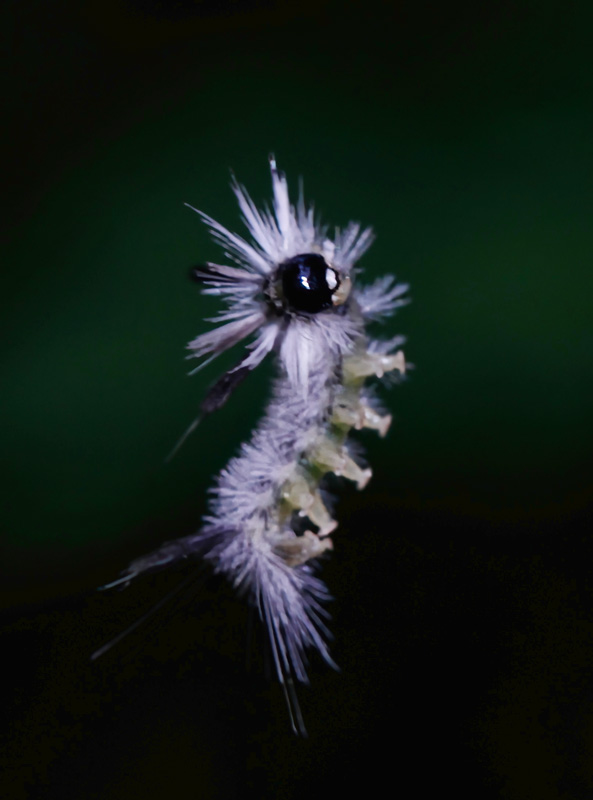 Hickory Tussock Moth Caterpillar 