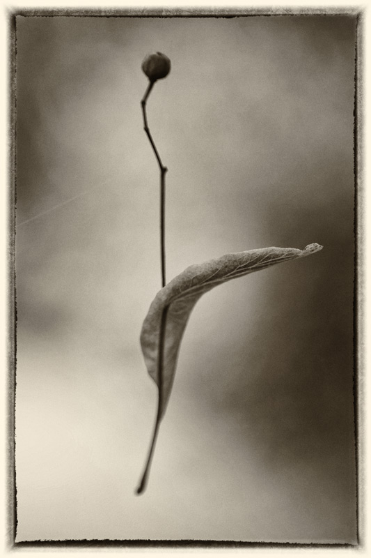 Suspended 2 
