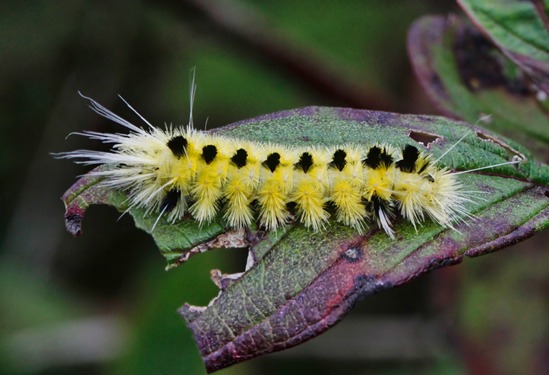 Yellow-Spotted Tussock Moth Caterpillar  
