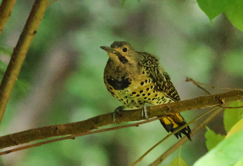 Flicker  