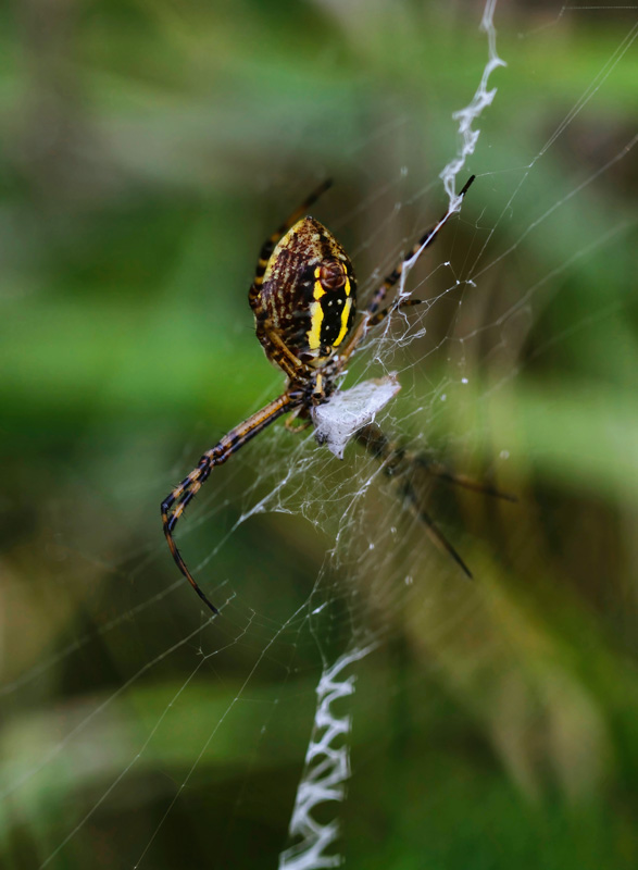 Orb Weaver 2 R