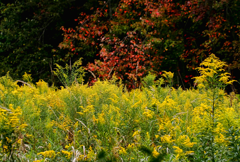 Goldenrod  
