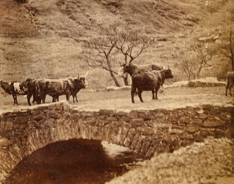 Highland Cattle  