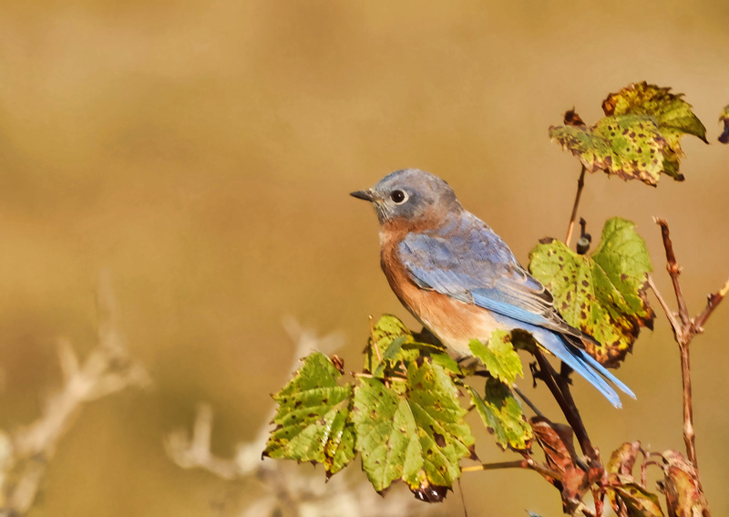 Eastern Bluebird 2 
