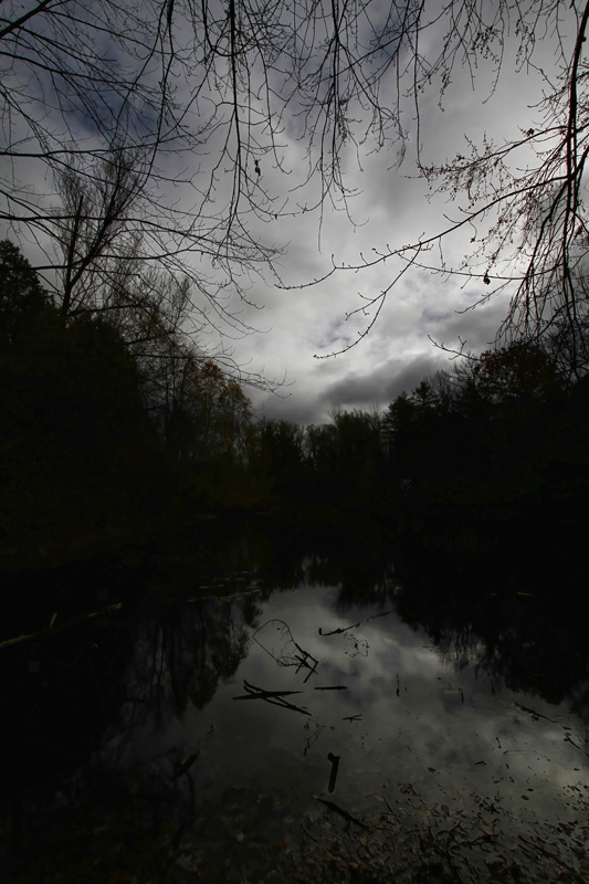 Pond in Victoria Woods 