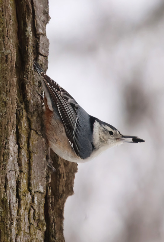 Nuthatch with a Seed 