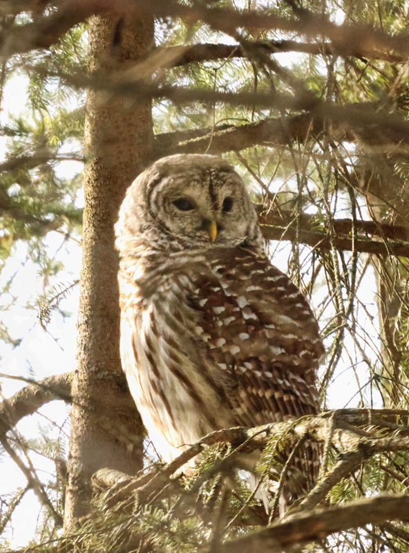 Barred Owl 6  